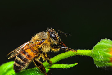 Image of bee or honeybee on yellow flower collects nectar. Golden honeybee on flower pollen with space blur background for text. 