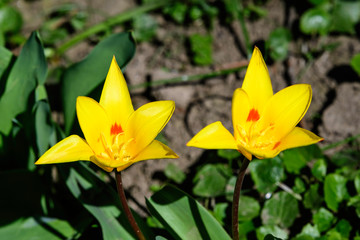 Fototapeta na wymiar Close up of two delicate yellow tulips in full bloom in a sunny spring garden, beautiful outdoor floral background