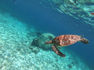 Obraz na płótnie Canvas Sea turtle 
