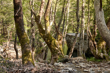 tree in the forest