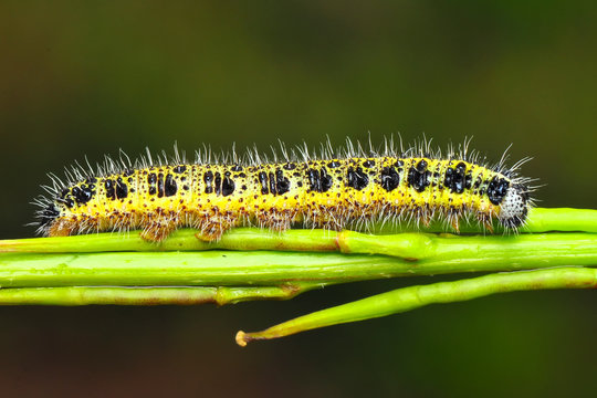 Beautiful   Сaterpillar of butterfly  - Stock Image