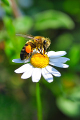 Image of bee or honeybee on yellow flower collects nectar. Golden honeybee on flower pollen with space blur background for text. 