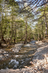 river in the forest