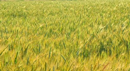 wheat field and sunny day  