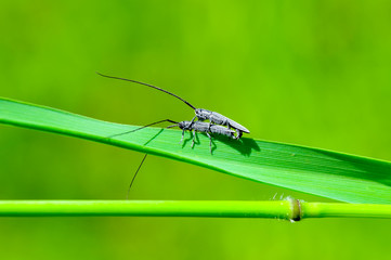 Close up  beautiful  insect - stock image