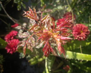 red flowers in the garden