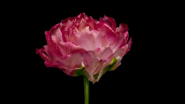 Beautiful pink Tulip flower blooming closeup. Timelapse. 4K