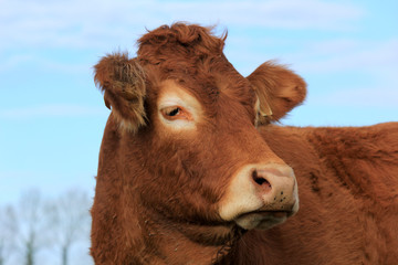 profil de la vache © helenedevun