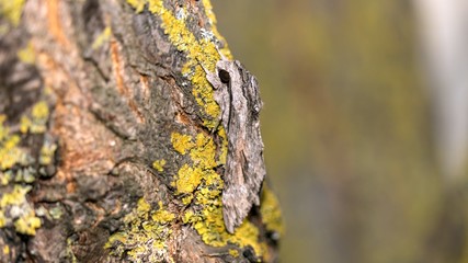 Close up of moth disguises itself on a tree in a moss, Sochi
