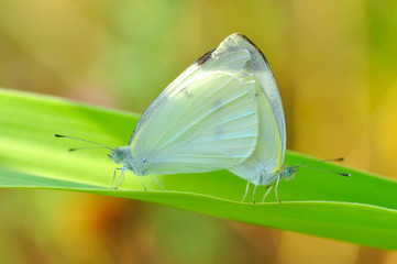 Closeup beautiful butterfly sitting on the flower.