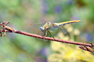 Macro shots, showing of eyes dragonfly and wings detail. Beautiful dragonfly in the nature habitat.