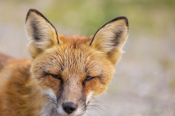 Fototapeta na wymiar Fox