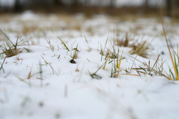 a small amount of snow on the ground and green grass sticking out from under it. winter with little snow