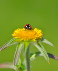 Beautiful ladybug on leaf defocused background