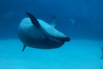 Dolphins swimming in aquarium pool