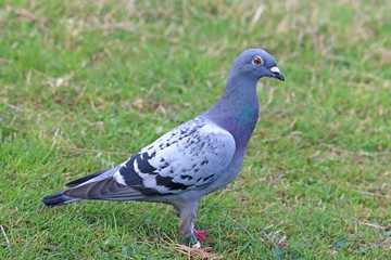 Pigeon in a field	