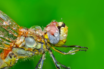 Macro shots, showing of eyes dragonfly and wings detail. Beautiful dragonfly in the nature habitat.
