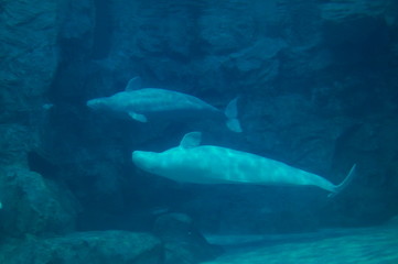 Fototapeta premium Beluga in the aquarium