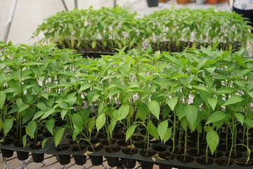 Hot pepper seedling in tray prepare for transplant