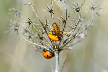 Beautiful ladybug on leaf defocused background