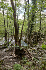 Fototapeta premium tree and water in the forest