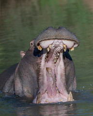 hippo yawning in the water