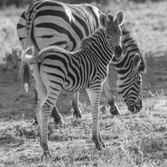 Fototapeta na wymiar Zebra foal glancing over its shoulder