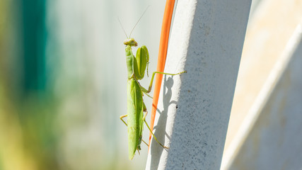 Close up of big green mantis ( Mantis religiosa ) Sochi, Russia