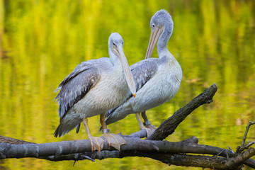 Two pelicans sitting on a branch