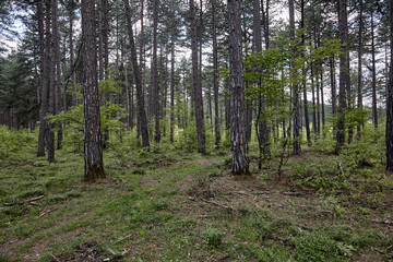 path in the forest