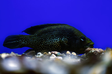 Paratilapia polleni ( Tilapia stellate) swims in an aquarium on a blue background. - obrazy, fototapety, plakaty