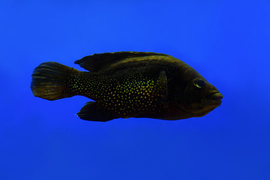 Paratilapia polleni ( Tilapia stellate) swims in an aquarium on a blue background.