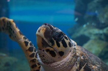 Sea turtle in the aquarium