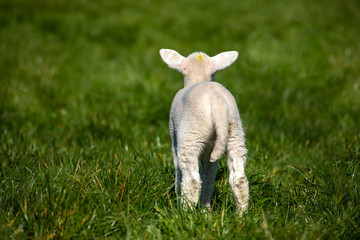 Butt of a cute little lamb all alone in a large green field seen from behind © Clara