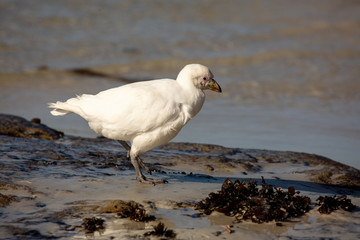 Snowy Sheathbill, Falkland Islands