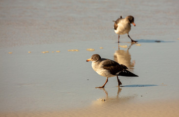 Dolphin Gulls, Saunders Island, Falkland Islands