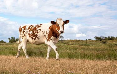 Young cute red brown dairy cow walking in a meadow, fully, blue sky, green grass at Schiermonnikoog.