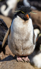 Naklejka premium Messy Rockhopper penguin, Falkland Islands