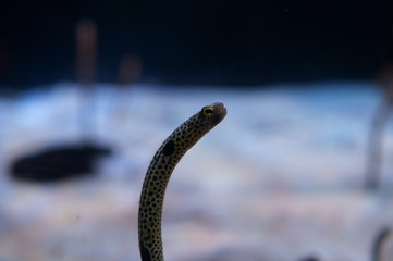 Spotted garden eel in the aquarium
