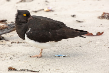 Magellanic Oystercatcher, Falkland Islands