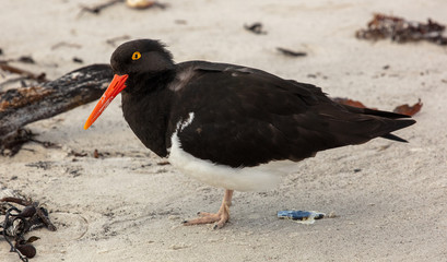 Magellanic Oystercatcher, Falkland Islands