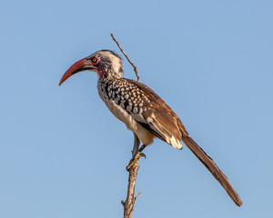 Red billed hornbill on a branch