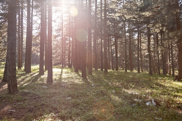 morning in the forest