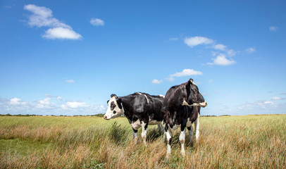 Two black and white cows standing upright, heads turned backwards in the salt marshes under a blue sky at Schiermonnikoog