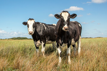 Two cute cows standing in the salt marshes of Schiermonnikoog, under a blue sky and a straight horizon.