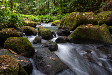 Rain forest