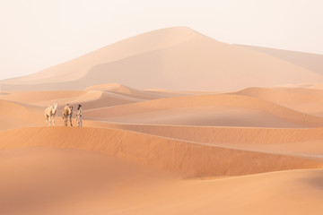 Bedouin and camel on way through sandy desert Nomad leads a camel Caravan in the Sahara during a...
