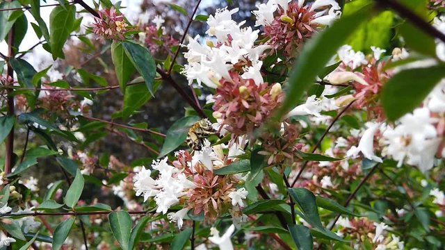 Close up video of a White-Banded Digger Bee (Amegilla Quadrifasciata) flying around, gathering pollen from white abelia flowers. Shot at 120 fps.