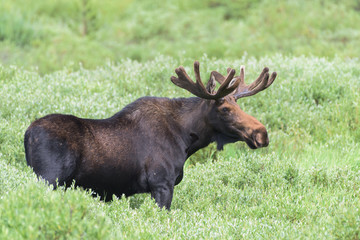 Shiras Moose in the Rocky Mountains of Colorado