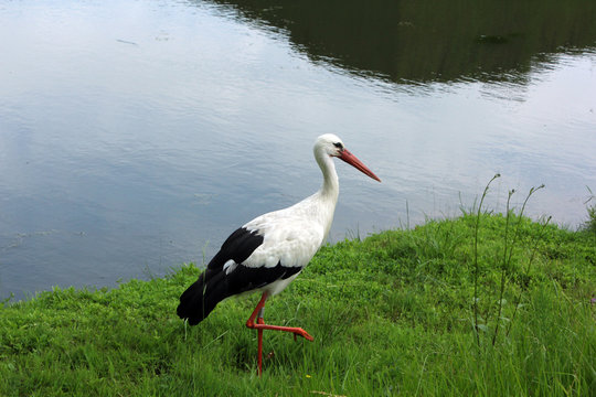 4 538 Best Cigogne Images Stock Photos Vectors Adobe Stock